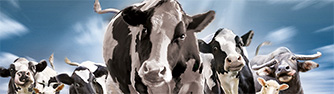 Agner Melk- &amp; Kühltechnik AG