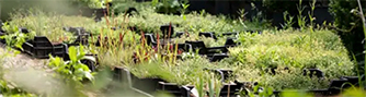 Brändli Gartenunterhalt AG