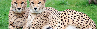 Toni's Zoo AG